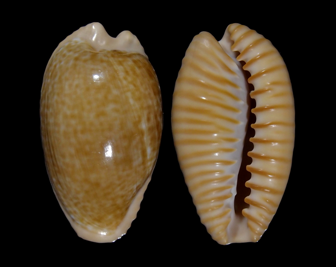 Picture of Cypraeovula fuscodentata fuscodentata