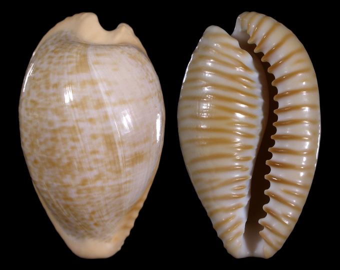 Picture of Cypraeovula fuscodentata fuscodentata Picture of Cypraeovula fuscodentata fuscodentata