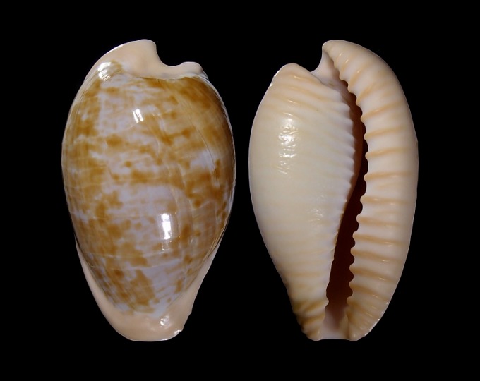 Picture of Cypraeovula fuscodentata grohorum Picture of Cypraeovula fuscodentata grohorum