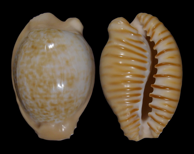 Image of Cypraeovula fuscodentata sphaerica