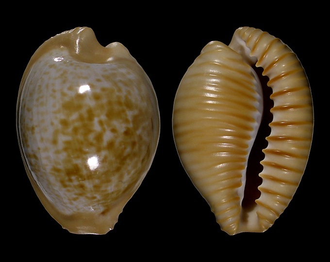 Picture of Cypraeovula fuscodentata sphaerica
