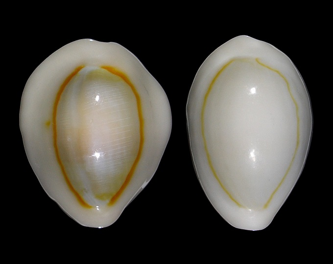 Image of Monetaria annulus 