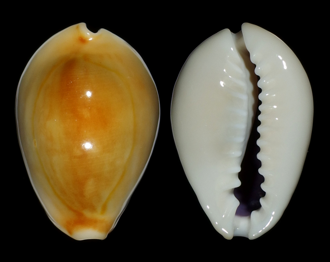 Picture of Monetaria annulus 