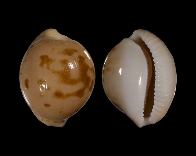Picture of Cypraeovula volvens Picture of Cypraeovula volvens