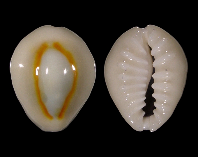 Picture of Monetaria sublitorea