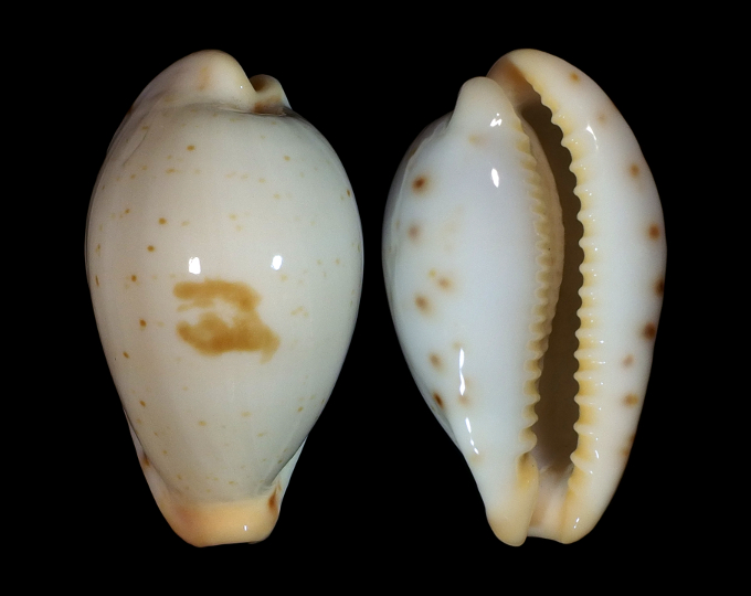 Picture of Palmadusta saulae saulae