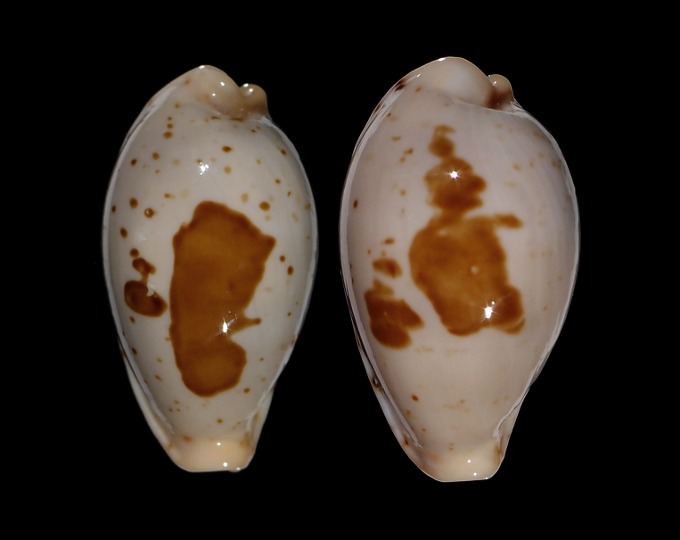 Image of Palmadusta saulae 