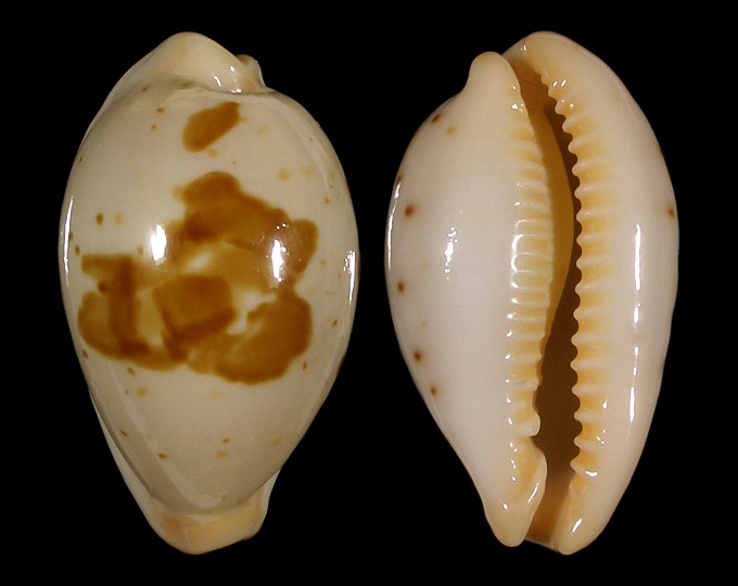 Picture of Palmadusta saulae saulae