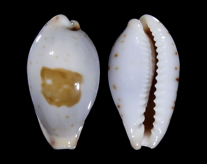 Image of Palmadusta saulae f. nugata