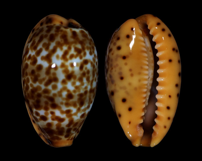 Image of Palmadusta humphreyii 