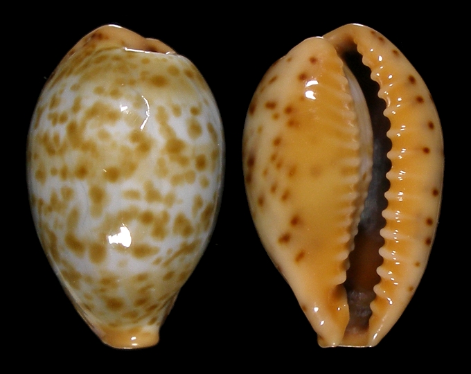 Picture of Palmadusta humphreyii