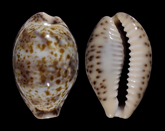 Image of Palmadusta lentiginosa lentiginosa