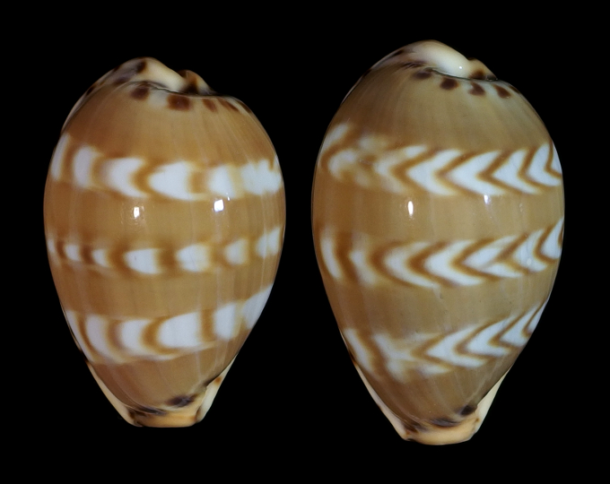 Image of Palmadusta ziczac misella