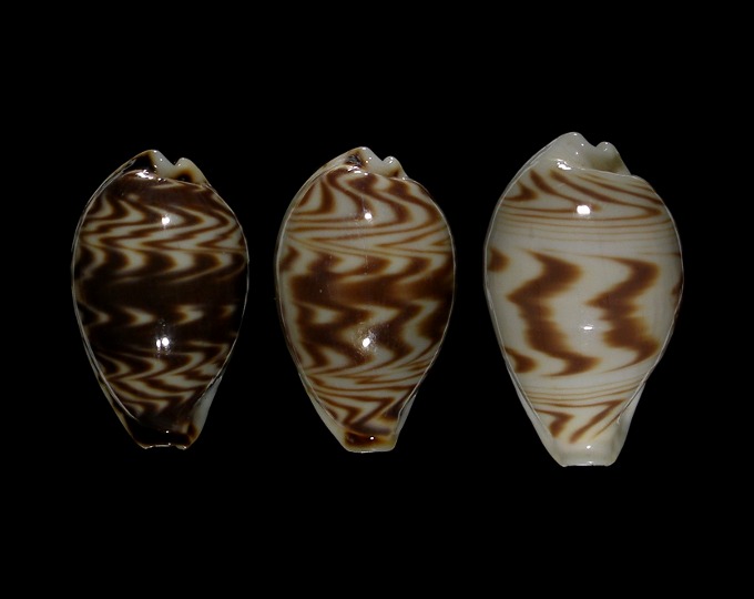 Image of Palmadusta diluculum diluculum