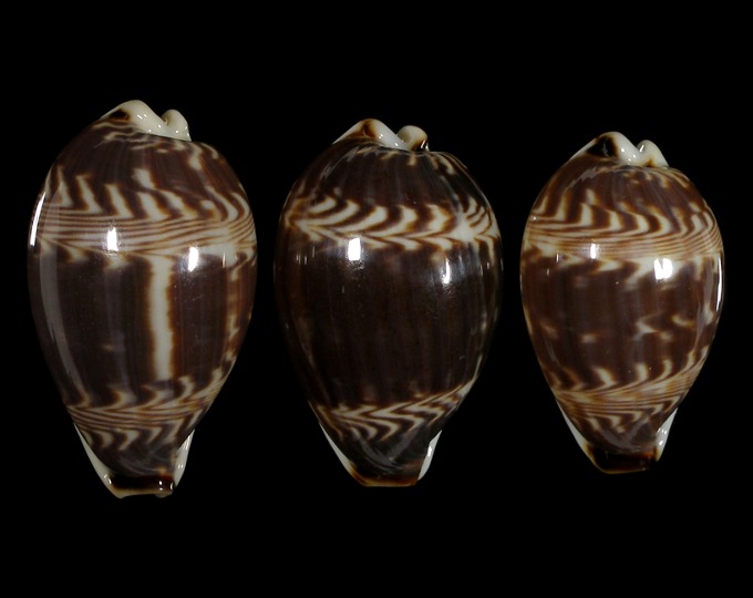 Picture of Palmadusta diluculum diluculum