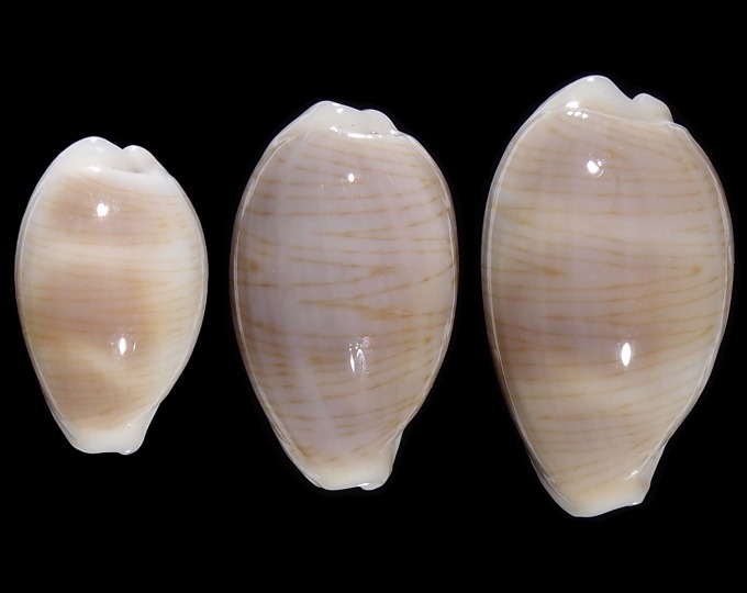 Image of Palmadusta clandestina clandestina