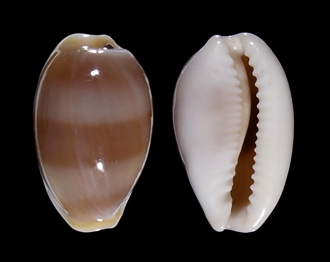 Picture of Palmadusta artuffeli 