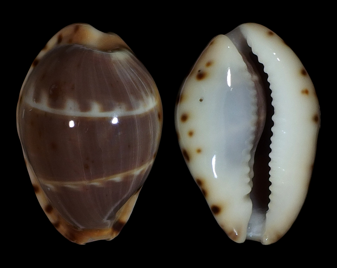 Image of Palmadusta androyensis 