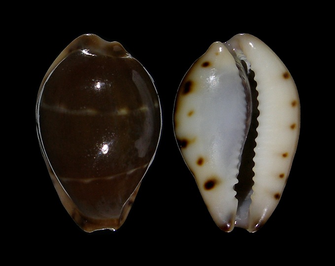 Picture of Palmadusta androyensis 