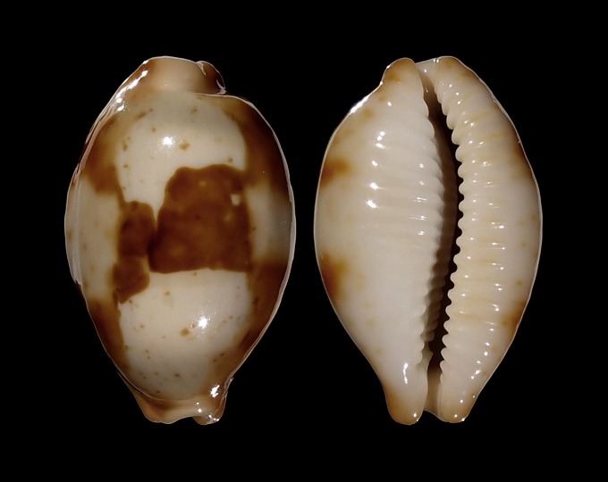 Picture of Bistolida stolida stolida