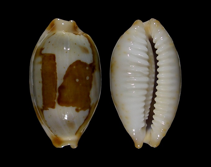 Picture of Bistolida stolida stolida