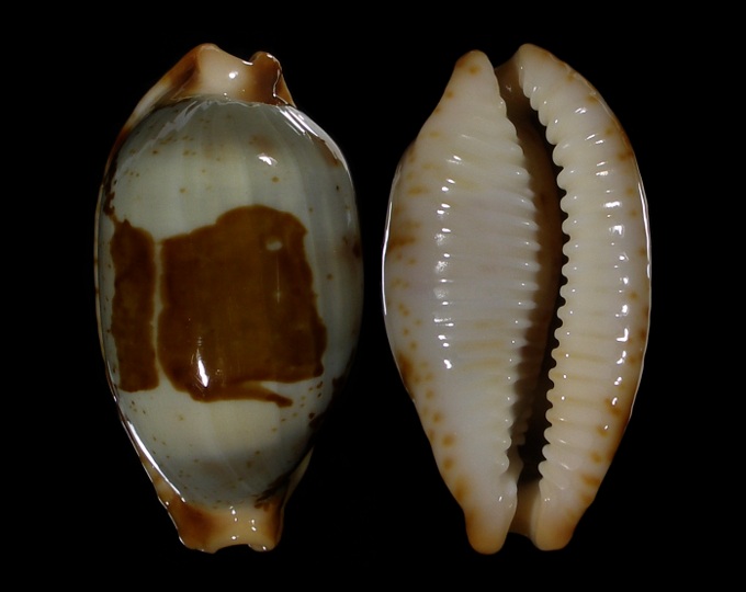 Picture of Bistolida stolida stolida