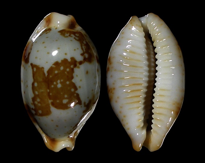 Image of Bistolida stolida rubiginosa