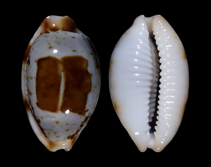 Image of Bistolida stolida clavicola