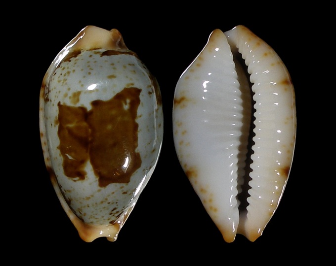 Picture of Bistolida stolida clavicola