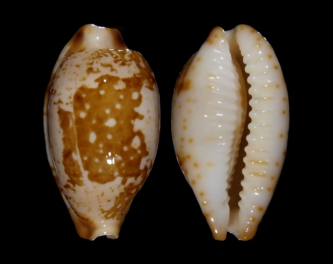 Image of Bistolida stolida kwajaleinensis