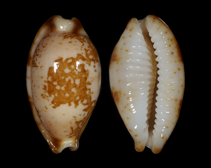 Picture of Bistolida stolida kwajaleinensis