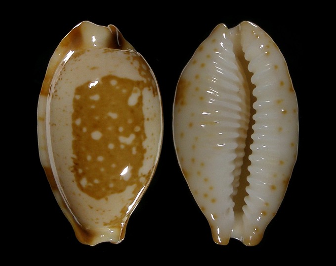 Picture of Bistolida stolida kwajaleinensis