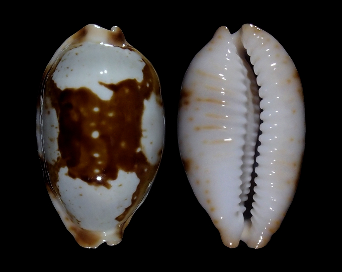 Image of Bistolida stolida crossei