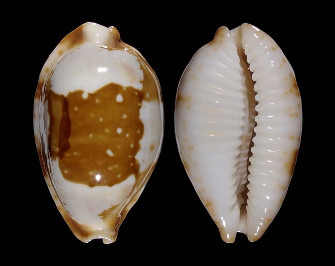 Picture of Bistolida stolida crossei