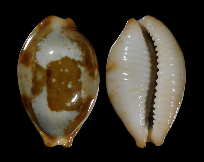 Picture of Bistolida stolida crossei var.