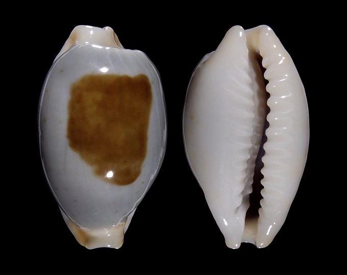 Picture of Bistolida brevidentata fluctuans Picture of Bistolida brevidentata fluctuans