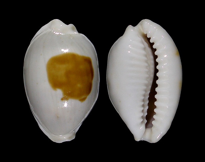Picture of Bistolida brevidentata fluctuans Picture of Bistolida brevidentata fluctuans