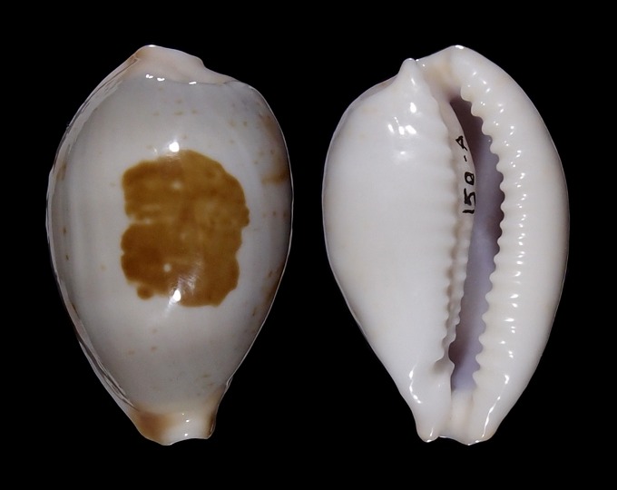 Picture of Bistolida brevidentata deceptor