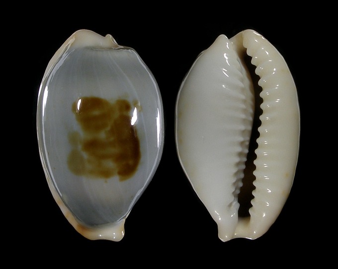 Picture of Bistolida brevidentata fluctuans Picture of Bistolida brevidentata fluctuans
