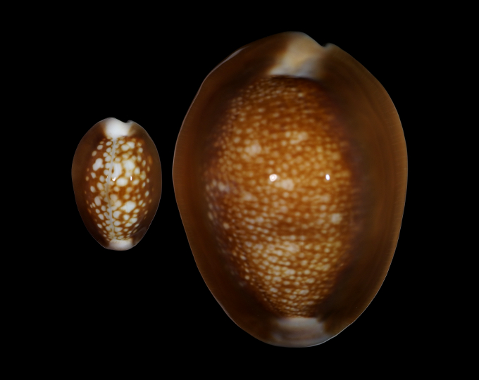 Picture of Monetaria caputserpentis Picture of Monetaria caputserpentis