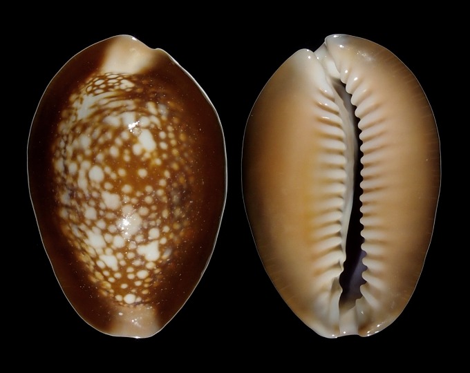 Picture of Monetaria caputserpentis f. kenyonae