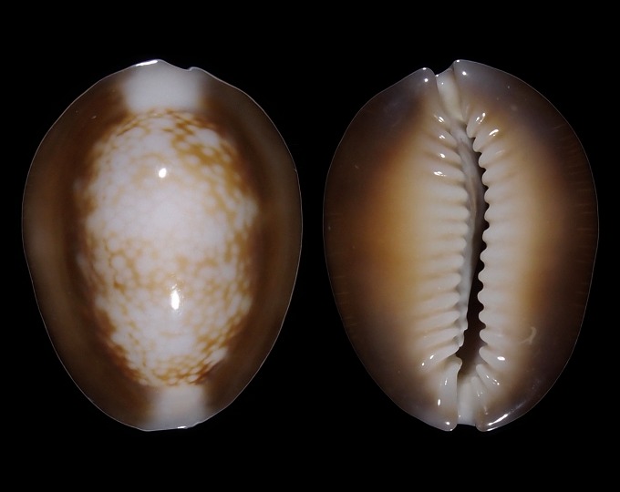 Image of Monetaria caputserpentis f. argentata