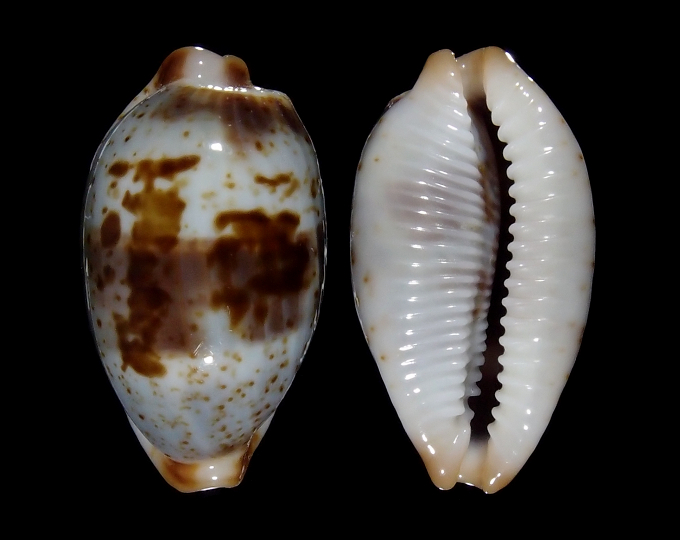 Picture of Bistolida erythraeensis Picture of Bistolida erythraeensis