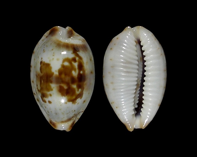 Picture of Bistolida erythraeensis 