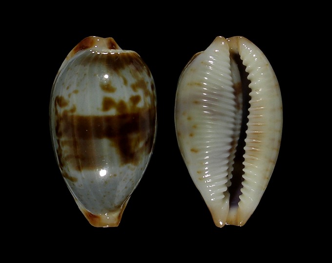 Picture of Bistolida erythraeensis 