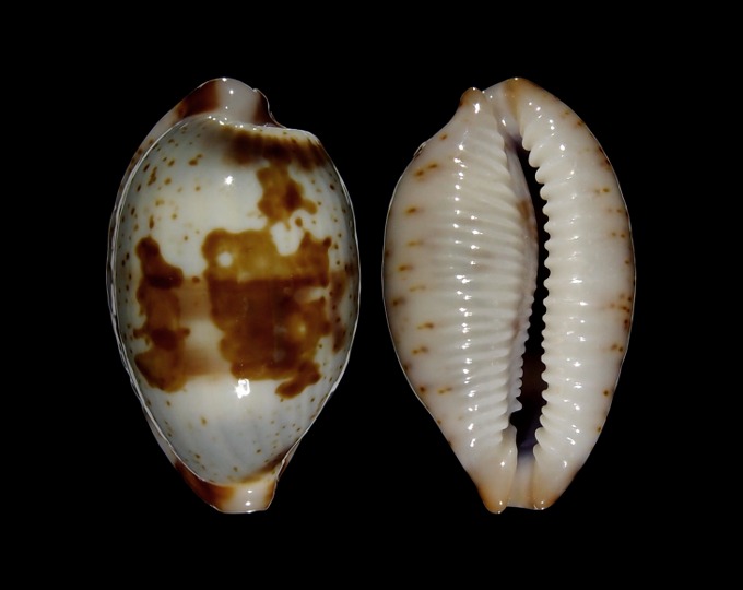 Picture of Bistolida erythraeensis 