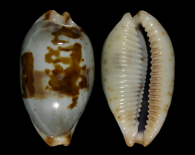 Picture of Bistolida erythraeensis