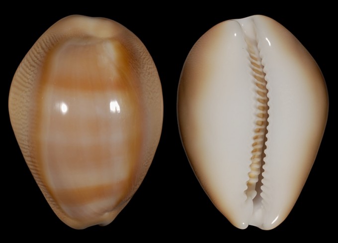 Image of Lyncina schilderorum 