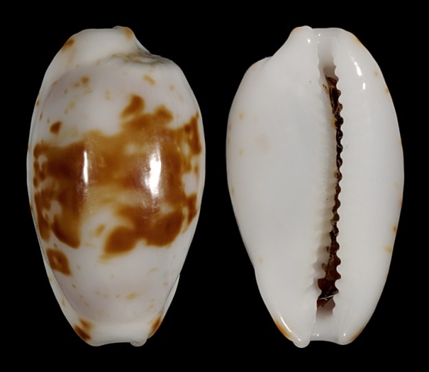 Picture of Bistolida goodallii fuscomaculata Picture of Bistolida goodallii fuscomaculata