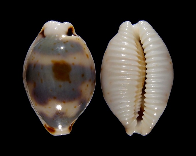 Picture of Bistolida ursellus 